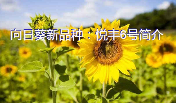 向日葵新品种：悦丰6号简介