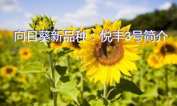 向日葵新品种：悦丰3号简介