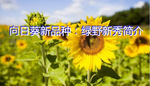 向日葵新品种：绿野新秀简介