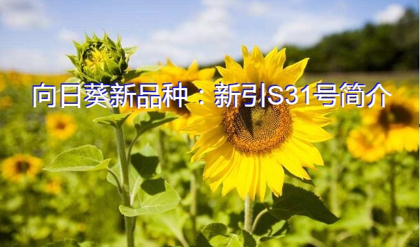 向日葵新品种：新引S31号简介