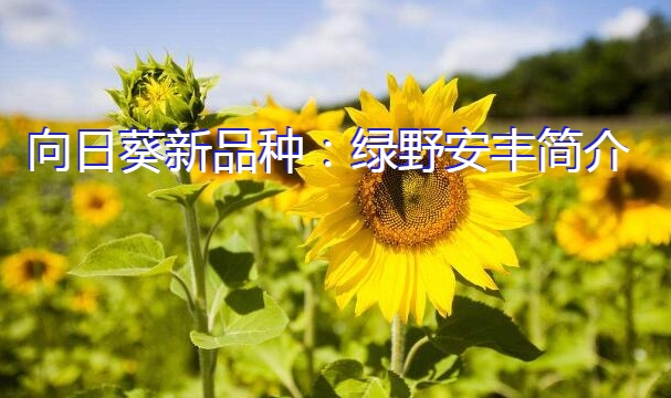 向日葵新品种：绿野安丰简介