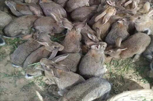 兔子养殖利润图3