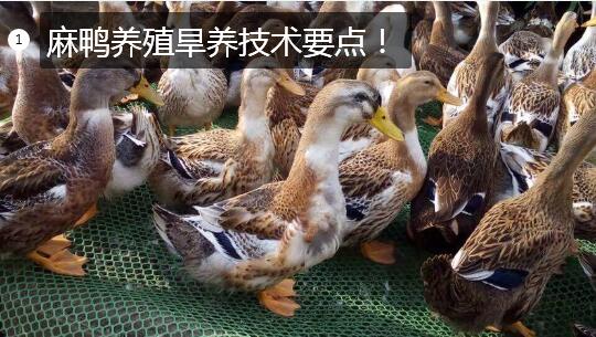 鸭子养殖技术图片1