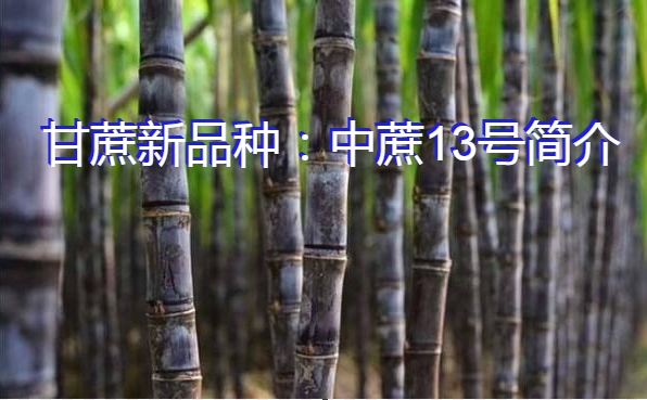 甘蔗新品种:中蔗13号简介