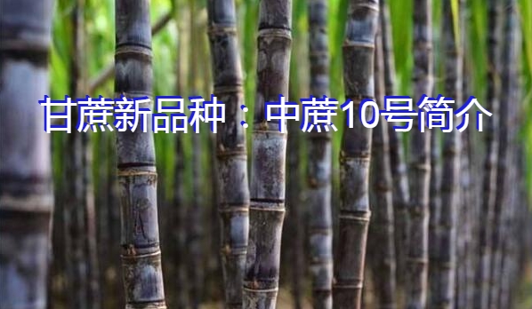 甘蔗新品种：中蔗10号简介