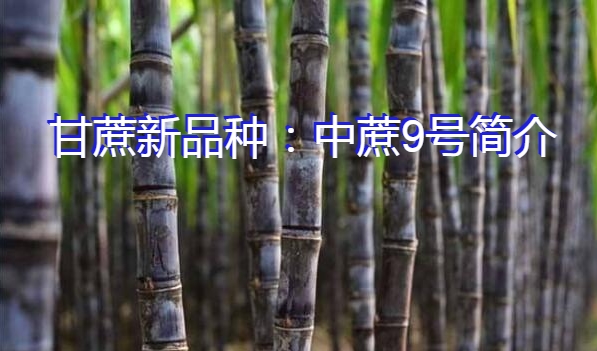 甘蔗新品种:中蔗9号简介