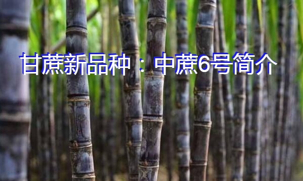 甘蔗新品种：中蔗6号简介