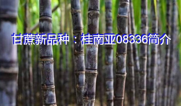 甘蔗新品种：桂南亚08336简介