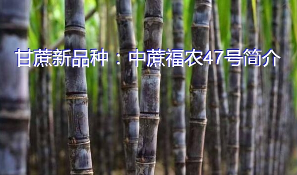 甘蔗新品种:中蔗福农47号简介