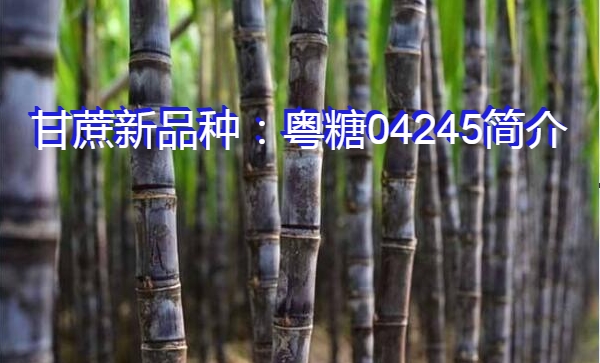 甘蔗新品种：粤糖04245简介