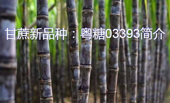 甘蔗新品种:粤糖03393简介