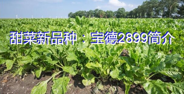 甜菜新品种:宝德2899简介