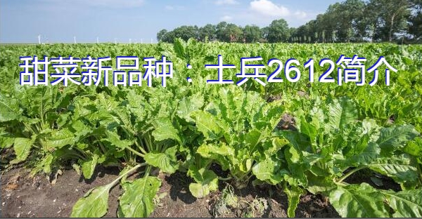甜菜新品种:士兵2612简介