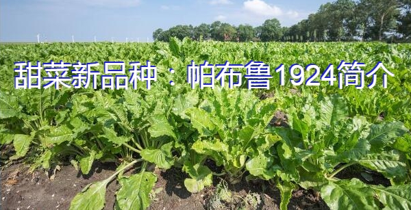 甜菜新品种:帕布鲁1924简介