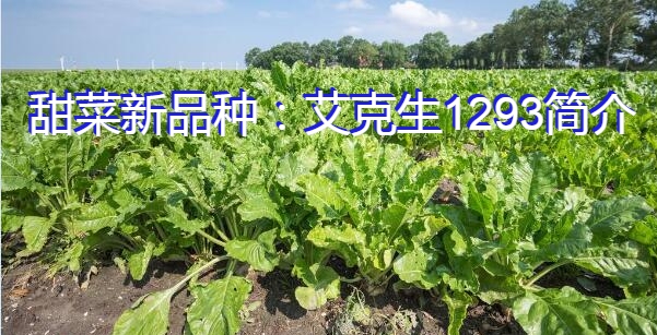 甜菜新品种:艾克生1293简介