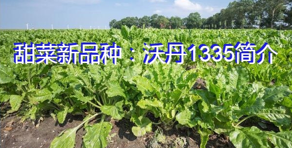 甜菜新品种:沃丹1335简介