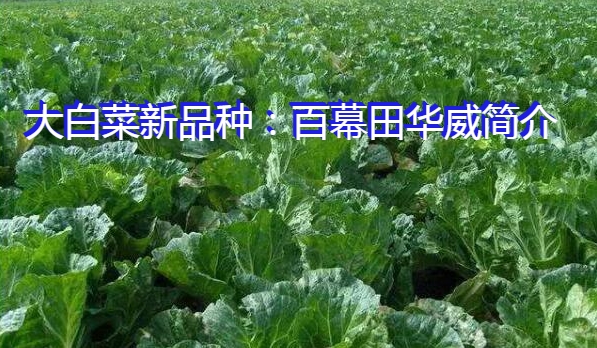 大白菜新品种:百幕田华威简介