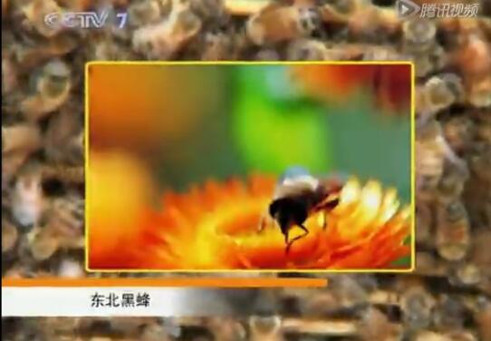蜜蜂视频