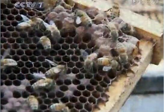 蜜蜂视频