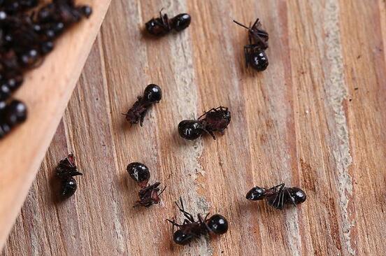黑蚂蚁价格贵的和便宜的区别在那里？