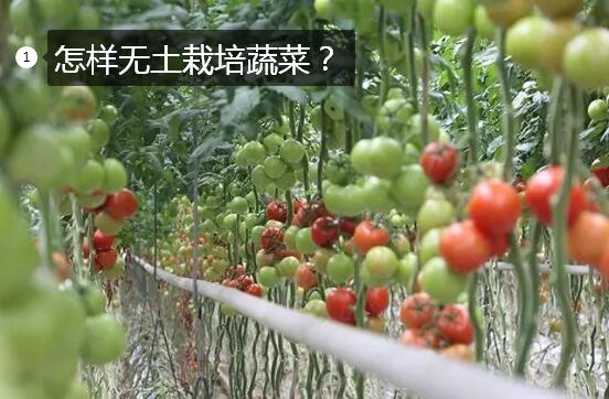 温室大棚番茄无土栽培管理技术图1