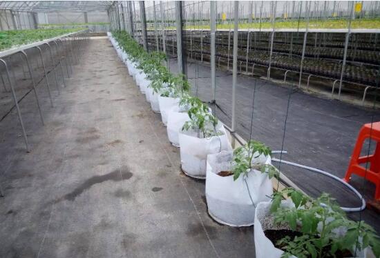 温室大棚番茄无土栽培管理技术图2