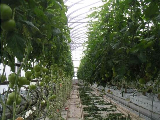 温室大棚番茄无土栽培管理技术图4