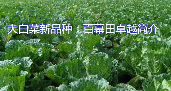 大白菜新品种：百幕田卓越简介