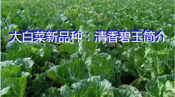 大白菜新品种：清香碧玉简介