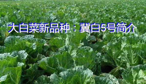 大白菜新品种：冀白5号简介