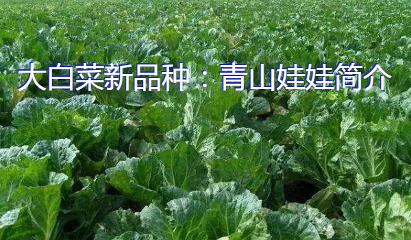 大白菜新品种：青山娃娃简介