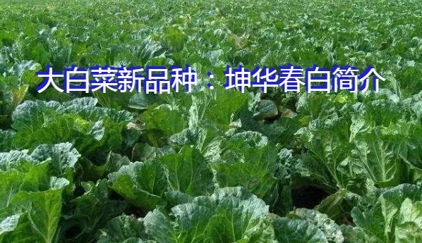 大白菜新品种：坤华春白简介