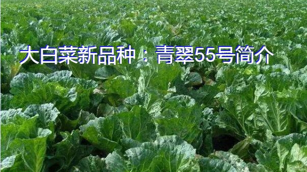 大白菜新品种：青翠55号简介