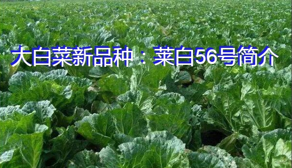 大白菜新品种：莱白56号简介
