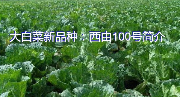大白菜新品种：西由100号简介