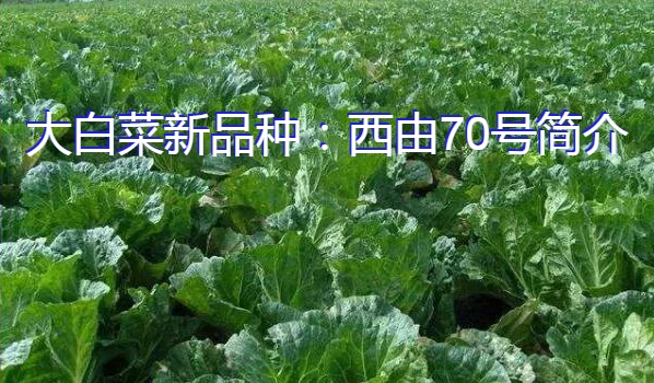 大白菜新品种：西由70号简介