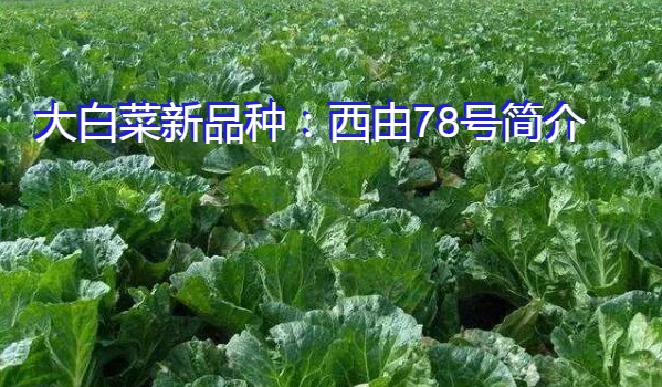 大白菜新品种：西由78号简介