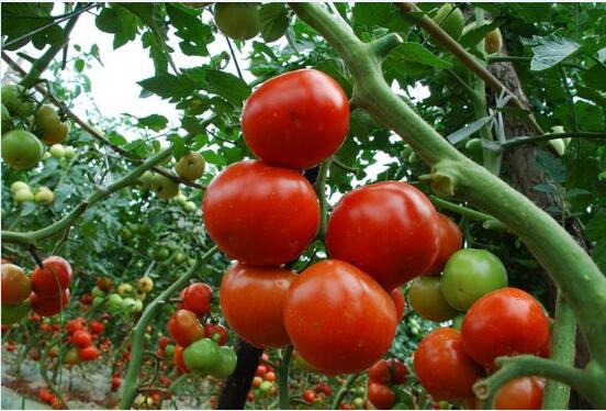 西红柿多少钱一斤？