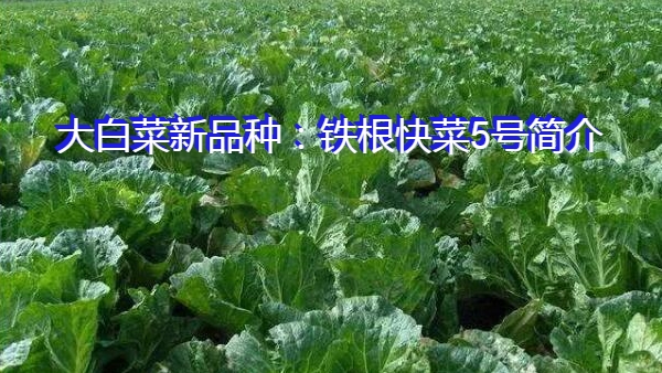 大白菜新品种：铁根快菜5号简介