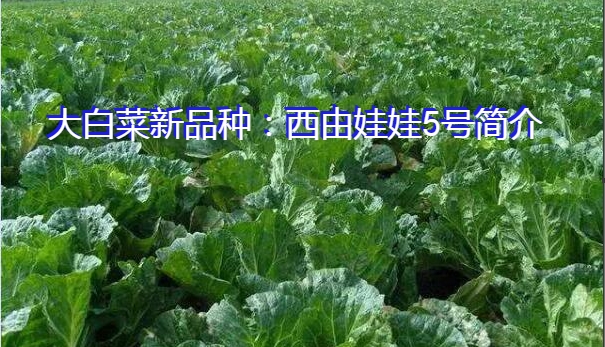 大白菜新品种:西由娃娃5号简介