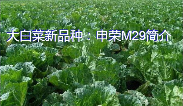 大白菜新品种:申荣M29简介
