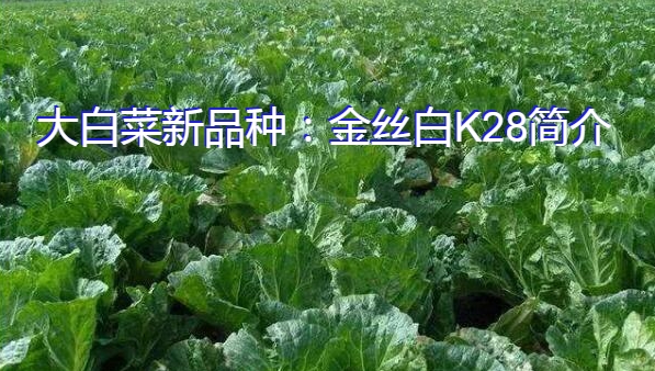 大白菜新品种：金丝白K28简介