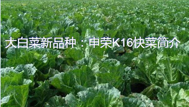大白菜新品种：申荣K16快菜简介