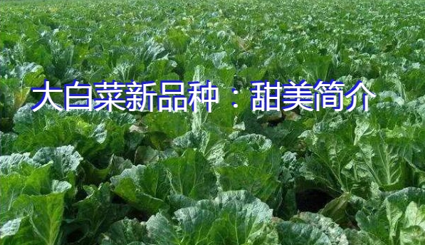 大白菜新品种：甜美简介
