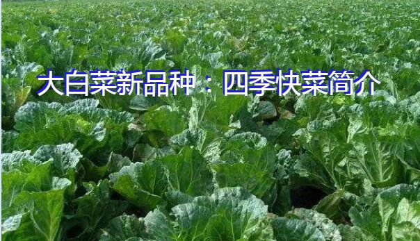 大白菜新品种：四季快菜简介