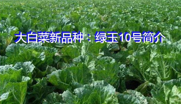 大白菜新品种：绿玉10号简介