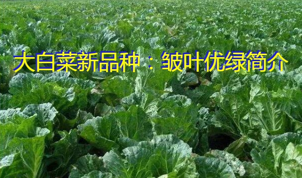 大白菜新品种：皱叶优绿简介