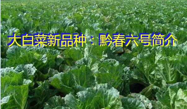 大白菜新品种：黔春六号简介