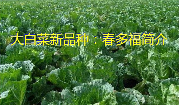 大白菜新品种：春多福简介