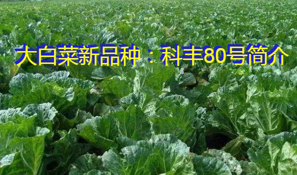 大白菜新品种：科丰80号简介